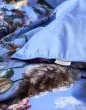 ESSENZA Isabella Azur blue Duvet cover 260 x 220 cm