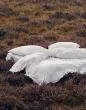 ESSENZA Maen White Duvet cover 140 x 220 cm