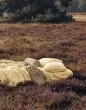 ESSENZA Minte Yellow straw Duvet cover 155 x 220 cm